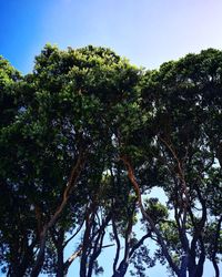 Low angle view of trees against sky