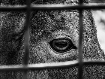 Close-up of monkey in cage