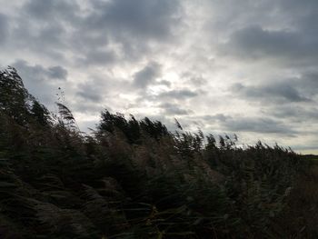 Plants growing on land against sky