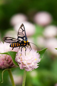 Close-up of insect on flower