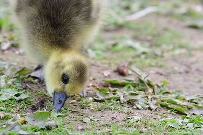 Close up of a newborn greylag goose gosling