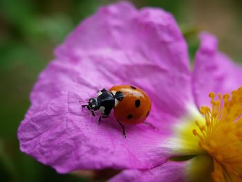 Close-up of insect on pink flower
