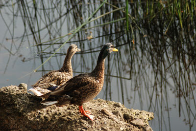 Close-up of bird perching on lake