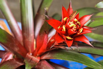 Close-up of red flower