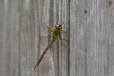 Close-up of insects on white surface