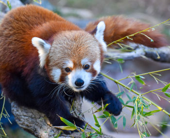 Close-up of a panda looking away