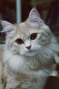 Close-up portrait of cat