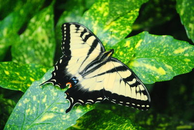 Close-up of butterfly on leaf