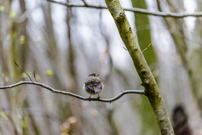 Close-up of bird perching on branch