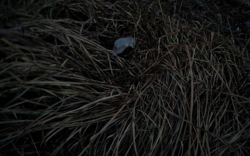 Close-up of bird at grass