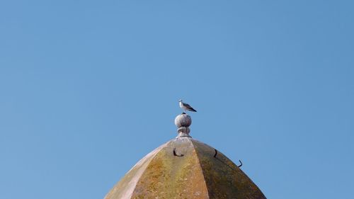 Low angle view of seagull perching against clear blue sky