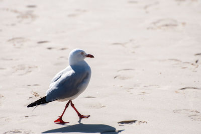 Seagull perching on a beach
