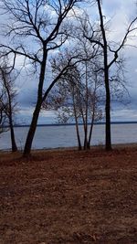 Bare trees on beach against sky
