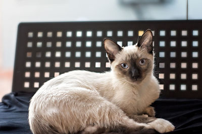 Portrait of cat
