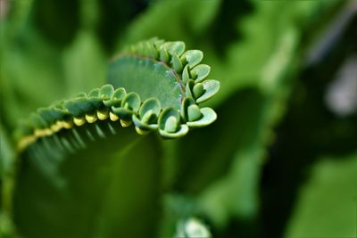 Close-up of fern leaf