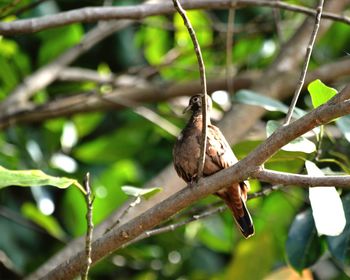 Close-up of bird perching on tree