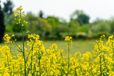 Yellow flowering plants on field