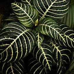 Close-up of green leaves