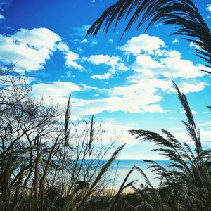 Low angle view of silhouette trees against sky