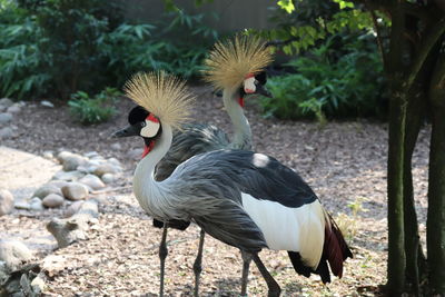 Close-up of birds on field