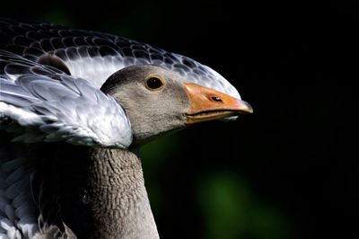 Close-up of a bird