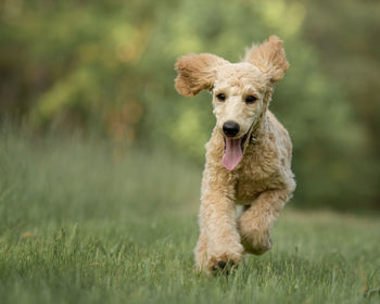 Portrait of dog running on grass