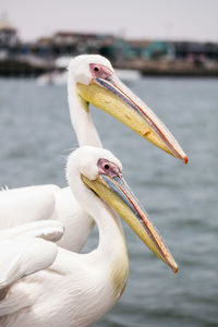 Close-up of pelican on sea