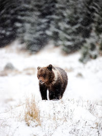 Wild brown bear in the snowy forest. animal looking at the camera.snowing in the forest.
