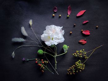 High angle view of flowers and buds arranged on table