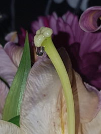 Close-up of dew drops on purple flowering plant