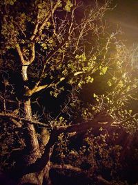 Trees growing in the dark