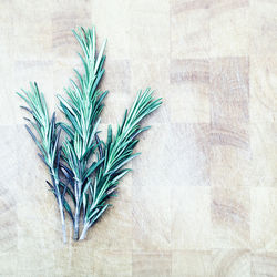 Directly above shot of rosemary on table