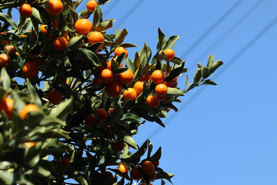 Low angle view of orange tree against sky