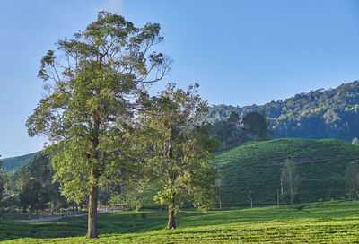 Trees on field against sky