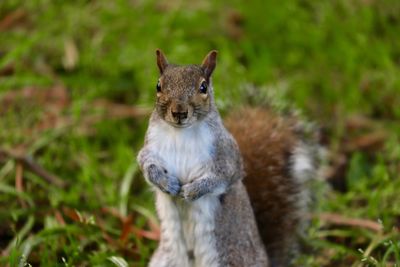 Portrait of an animal on field