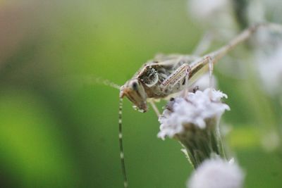 Close-up of insect on flower