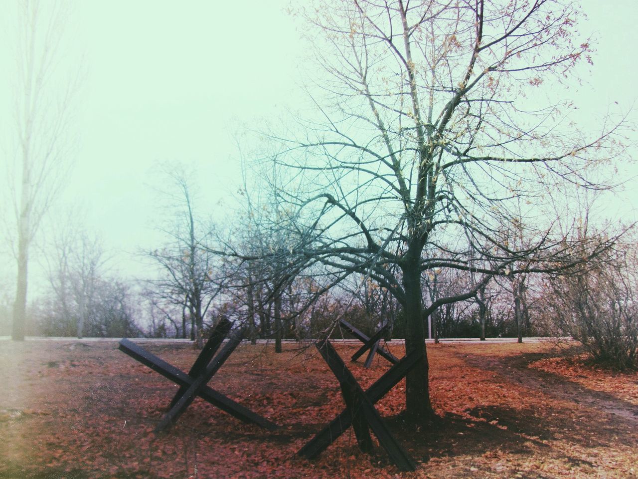 bare tree, tree, branch, built structure, architecture, building exterior, house, day, nature, no people, outdoors, clear sky, field, wood - material, tranquility, wall - building feature, growth, sky, low angle view, abandoned