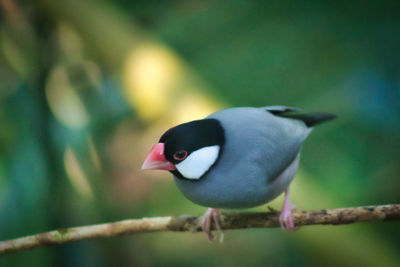 Close-up of bird