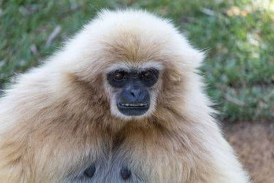 Close-up portrait of white-haired gibbon 