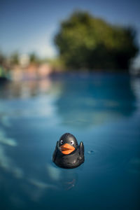 Close-up of a rubber duck floating in a pool