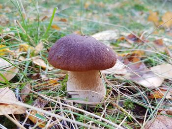 Close-up of mushroom growing on field