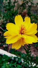 Close-up of yellow flower blooming outdoors