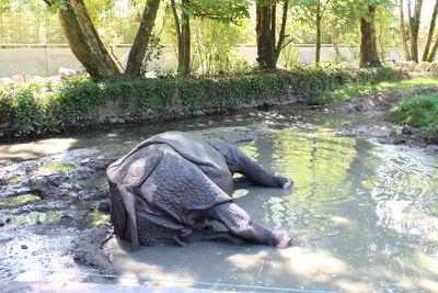 View of horse in water