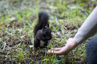 Close-up of hand feeding on grass