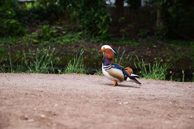 Bird perching on a field