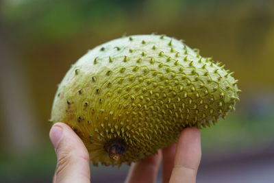 Close-up of hand holding fruit