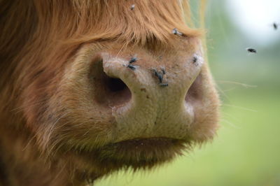 Cropped image of highland cattle mouth with houseflies