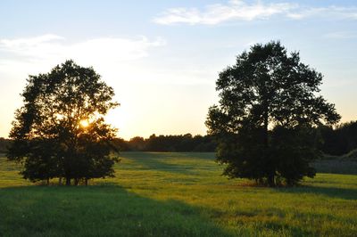 Trees on field against sky during sunset