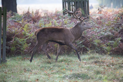 Side view of deer standing on field