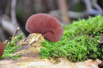 Close-up of mushroom